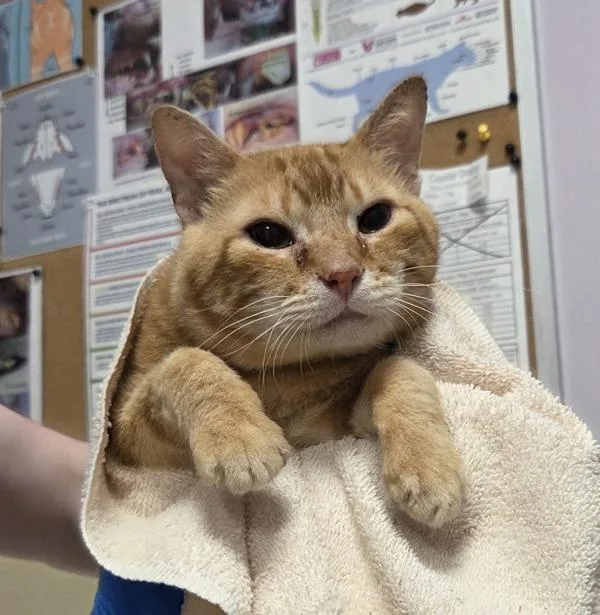 A senior medium-sized male Domestic Short Hair cat named Cupid for adoption in Vancouver, WA