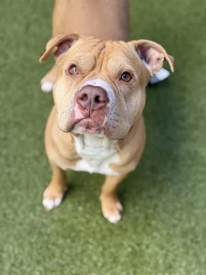 An adult large-sized male Pit Bull Terrier dog named Croptop for adoption in Atlanta, GA