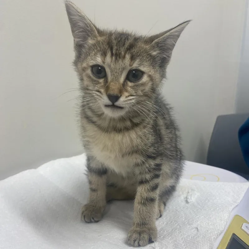 A baby small-sized female Brown / Chocolate Domestic Short Hair cat named Shell for adoption in Chattanooga, TN