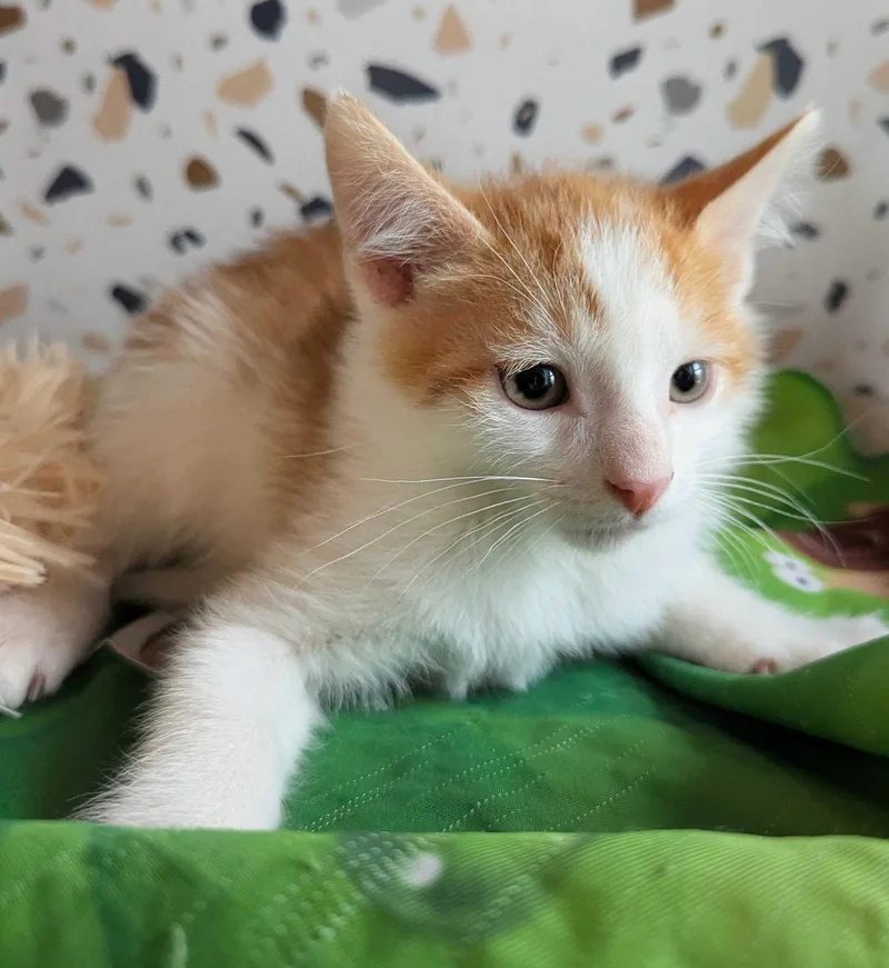 A baby small-sized male Domestic Short Hair cat named Bug for adoption in Seven Valleys, PA
