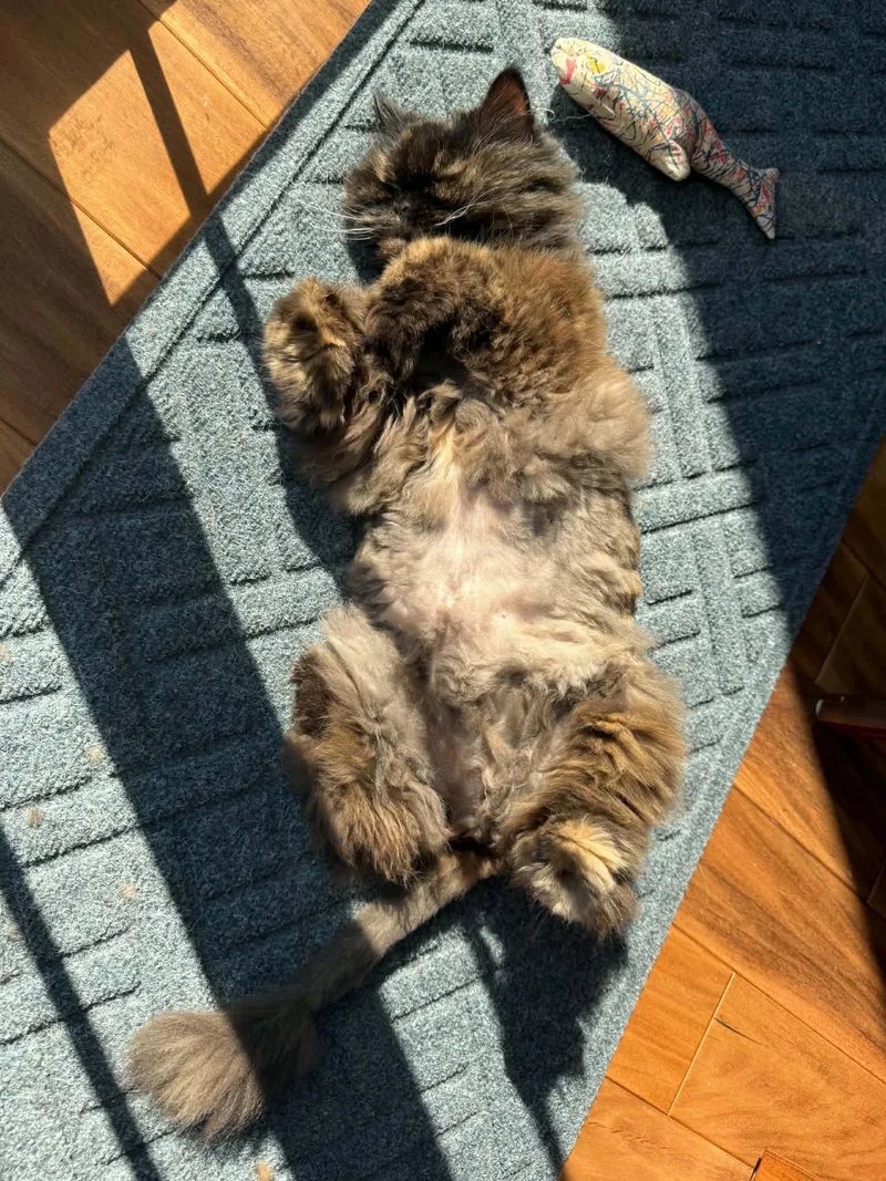 An adult medium-sized female Tortoiseshell Persian cat named Penelope for adoption in Kenosha, WI