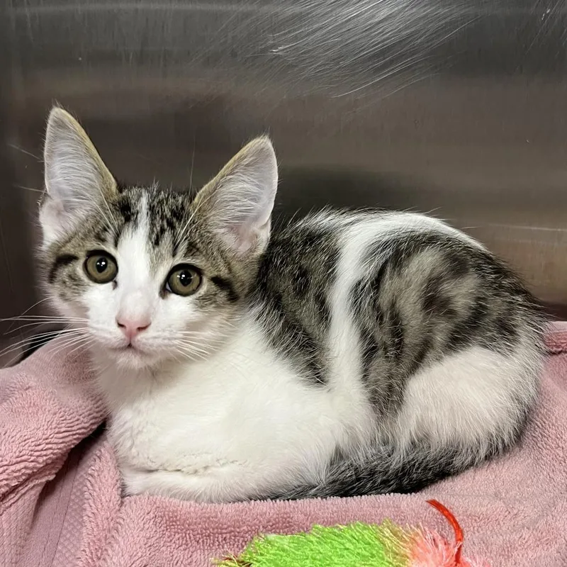 A baby small-sized female Gray / Blue / Silver Domestic Short Hair cat named Bubbles for adoption in Palm Springs, CA