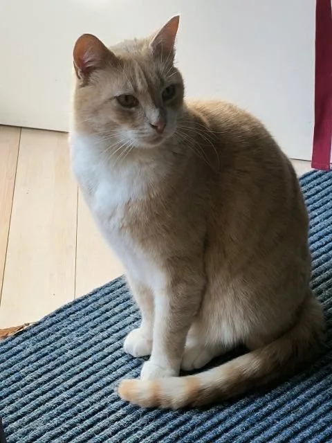 An adult medium-sized male Domestic Short Hair cat named Handsome Harry for adoption in Pawtucket, RI