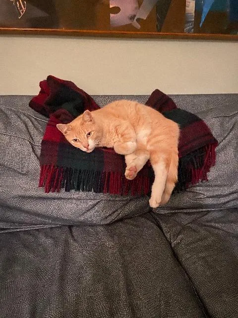 Handsome Harry thumbnail 2