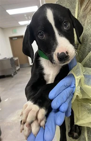A baby small-sized male Labrador Retriever dog named Roly Poly for adoption in Phoenix, AZ