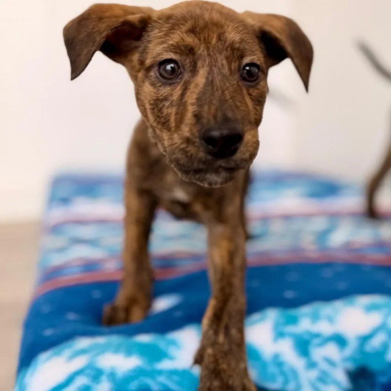 A baby medium-sized female Brown / Chocolate Mountain Cur dog named Delayah for adoption in Green Bay, WI