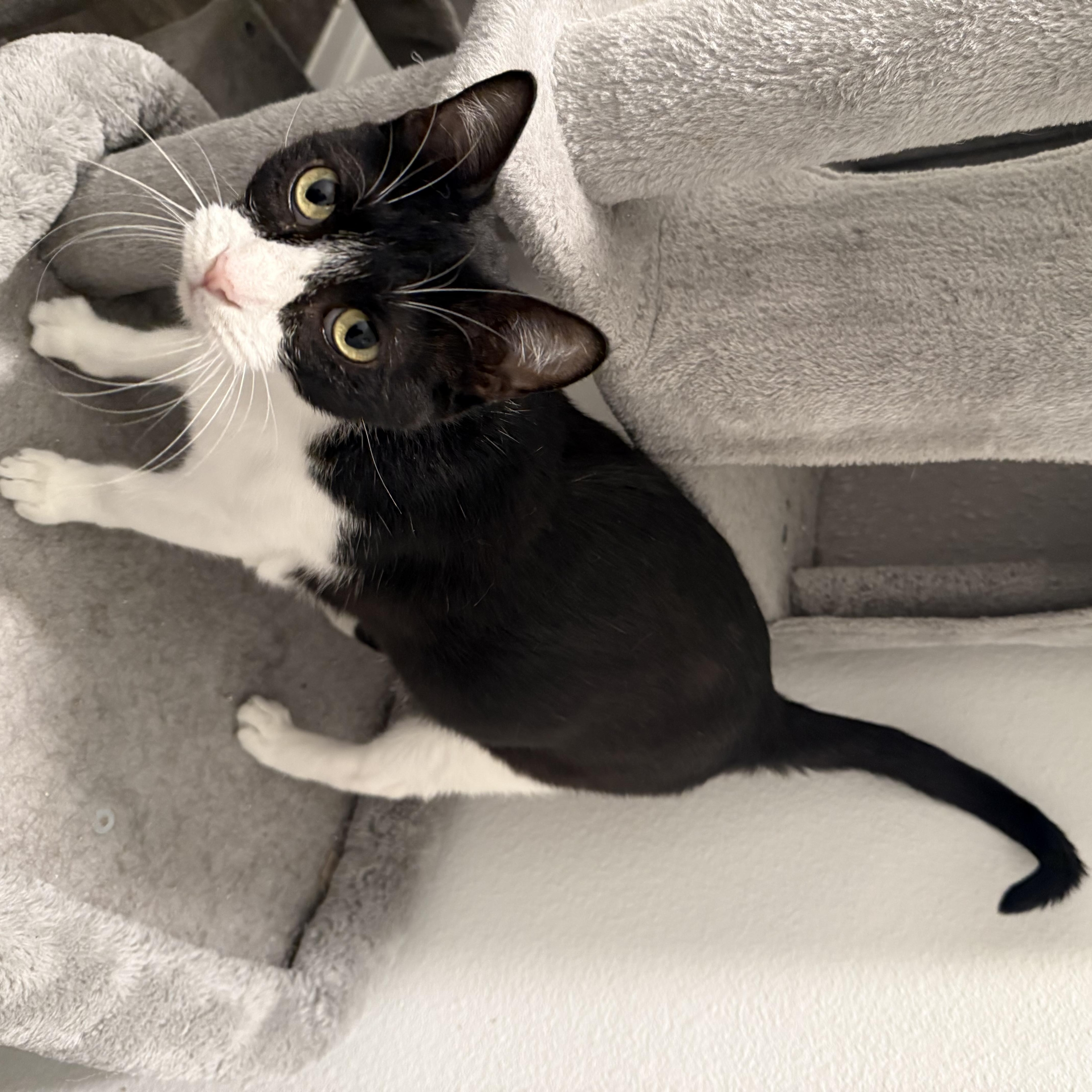 An adult medium-sized female Black & White / Tuxedo Domestic Short Hair cat named Stormy for adoption in Liverpool, TX