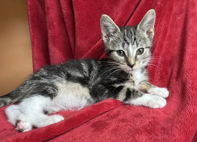 A baby small-sized male Domestic Short Hair cat named Rotini for adoption in Louisville, KY