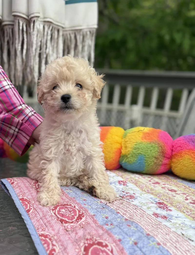 A baby small-sized female Apricot / Beige Yorkshire Terrier dog named Giggles for adoption in White Lake, MI
