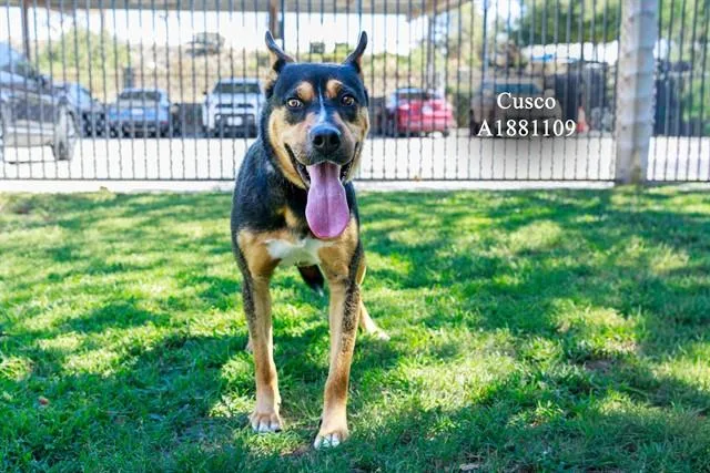 An adult medium-sized male Shepherd dog named Cusco for adoption in Riverside, CA