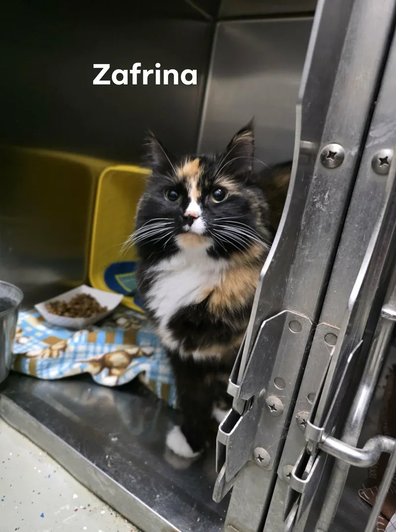A young medium-sized female Domestic Medium Hair cat named Zafrina for adoption in Detroit Lakes, MN