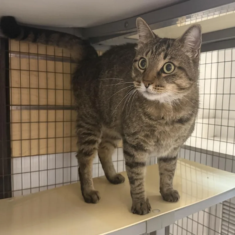 Tony Chopper thumbnail 2