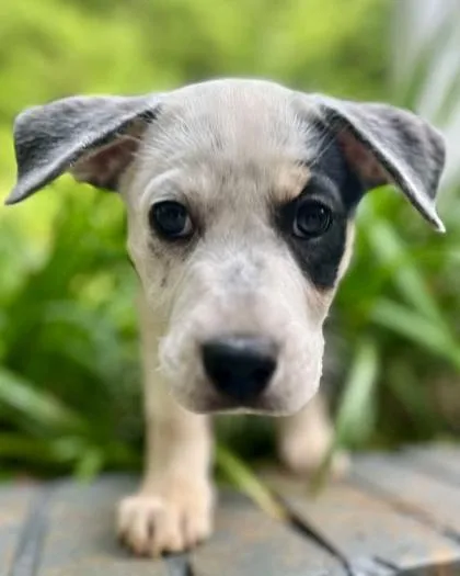 A baby medium-sized male Bluetick Coonhound dog named Freddie Spaghetti for adoption in Malvern, PA