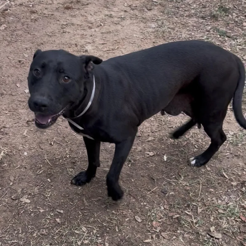 An adult medium-sized female Black American Staffordshire Terrier dog named Beatrice for adoption in Houston, TX