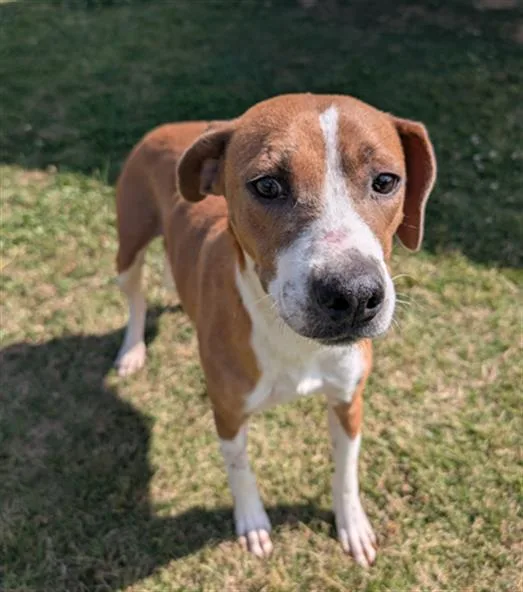 An adult large-sized female Pit Bull Terrier dog named Halima for adoption in Appling, GA