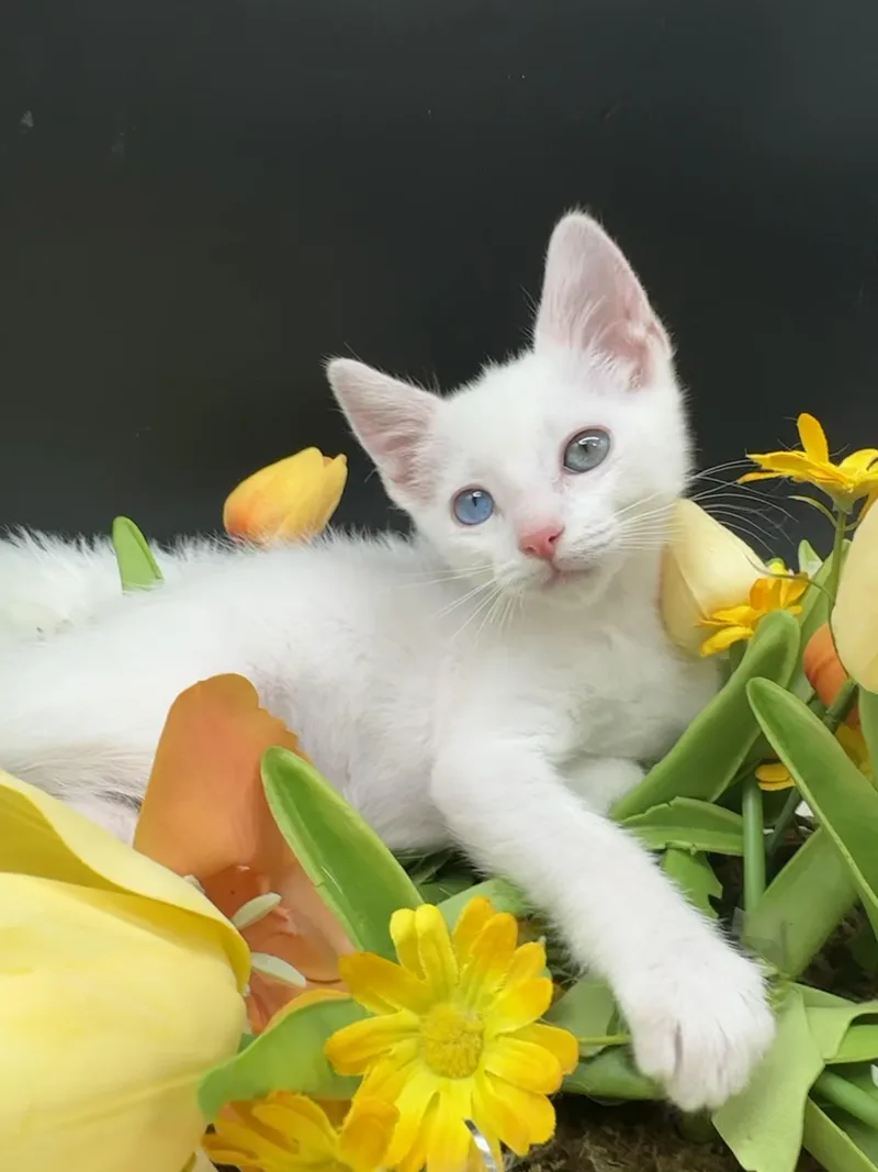Marshmallow