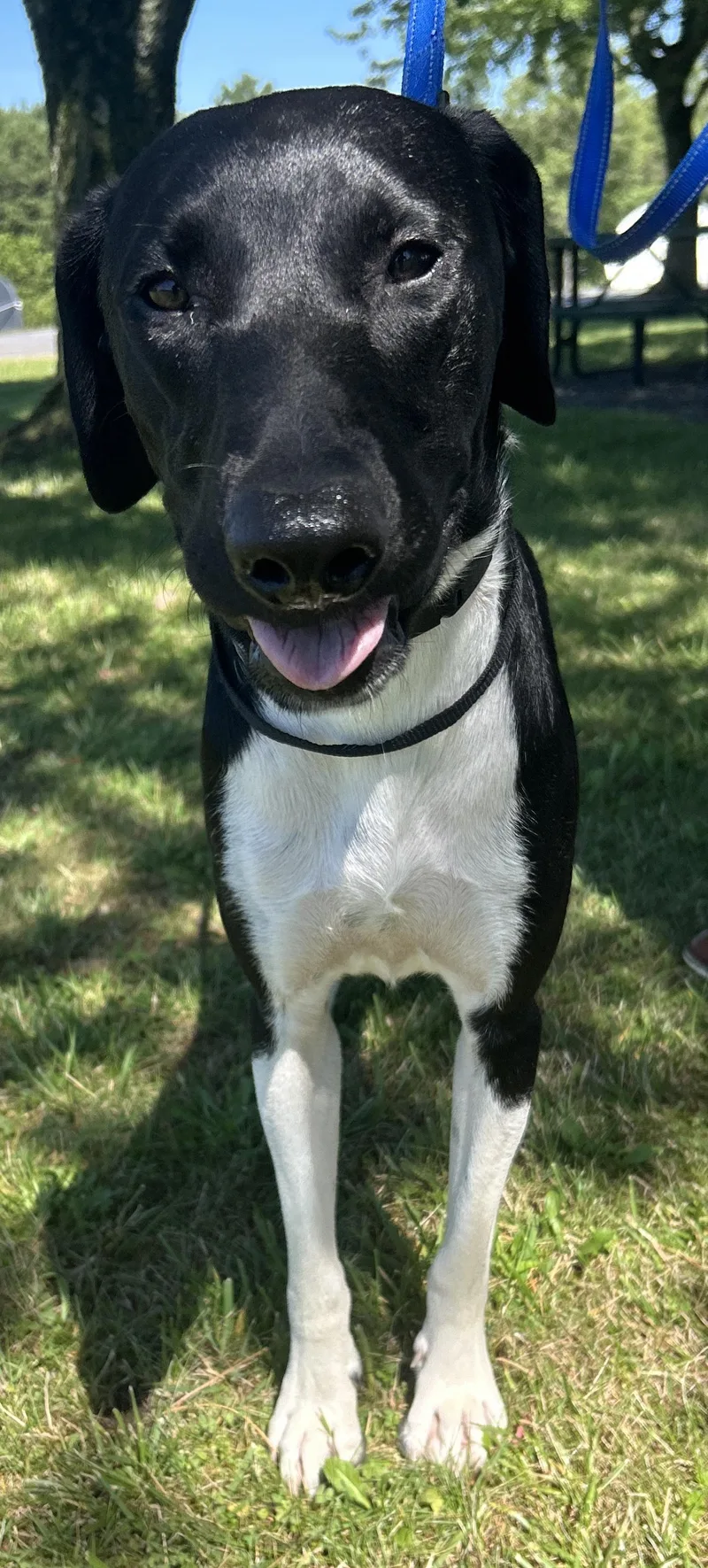 A young large-sized male Black German Shorthaired Pointer dog named Ranger for adoption in Pottsville, PA