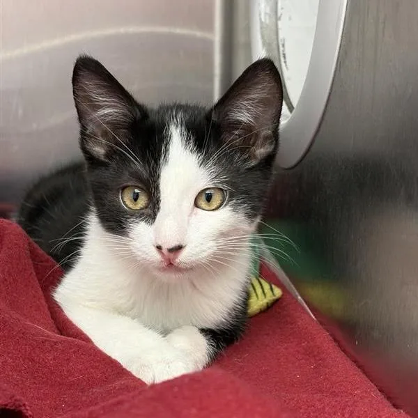 A baby small-sized male Black Domestic Short Hair cat named Neptune for adoption in Hawthorne, CA