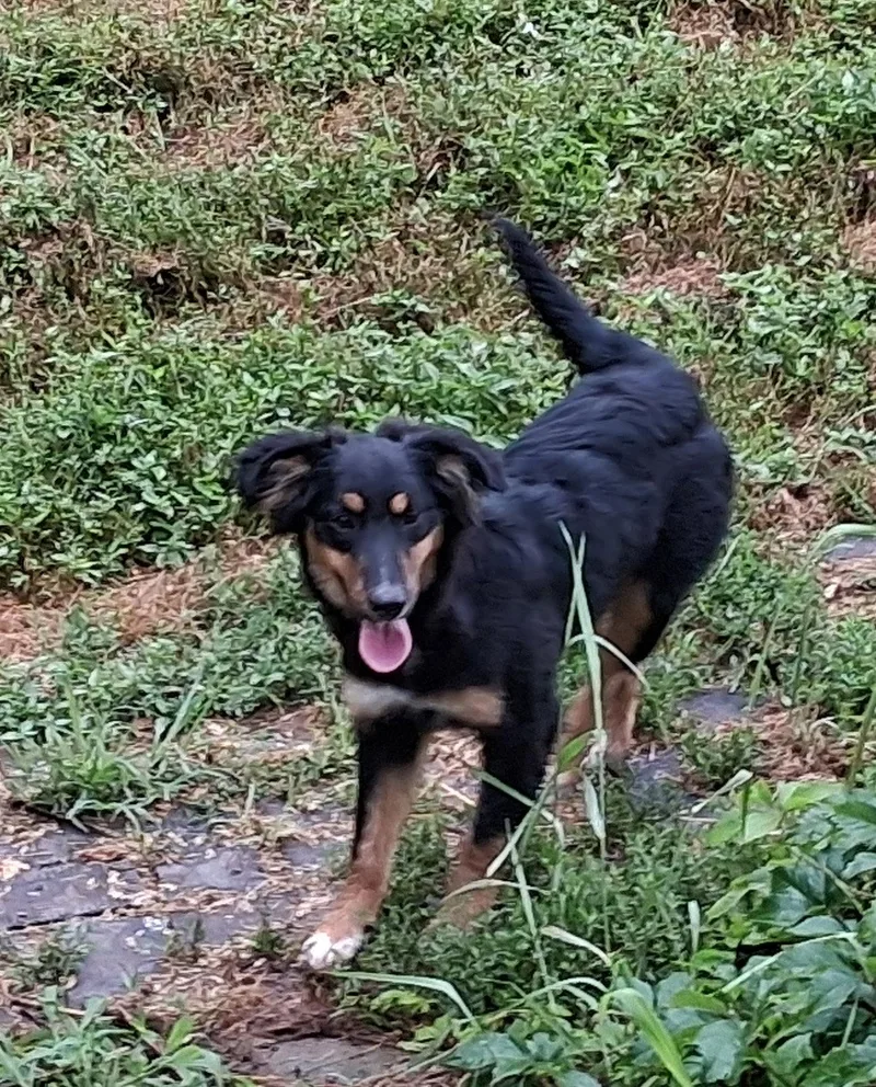 A baby small-sized female Australian Shepherd dog named Lucy for adoption in Mcconnelsville, OH