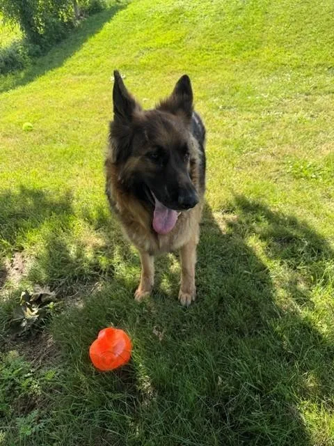 An adult extra large-sized male Sable German Shepherd Dog dog named Tonka for adoption in Augusta, WV