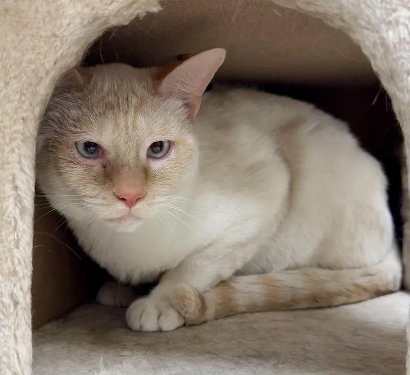 A young large-sized male Flame Point Siamese cat named Mack for adoption in Pocatello, ID