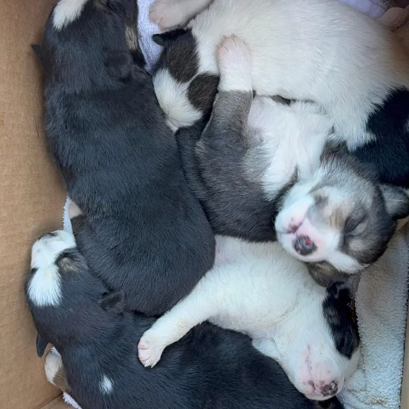 A baby medium-sized male White / Cream Australian Shepherd dog named Beaker for adoption in Allen, TX