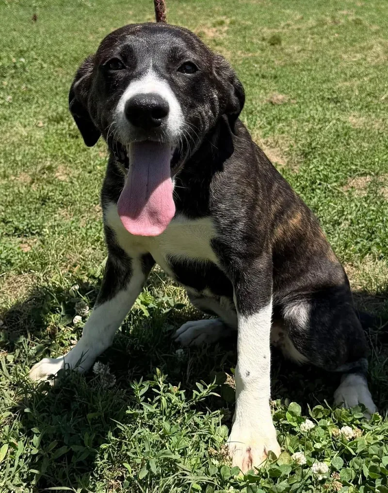 A young medium-sized female Mixed Breed dog named Sally for adoption in Monona, WI