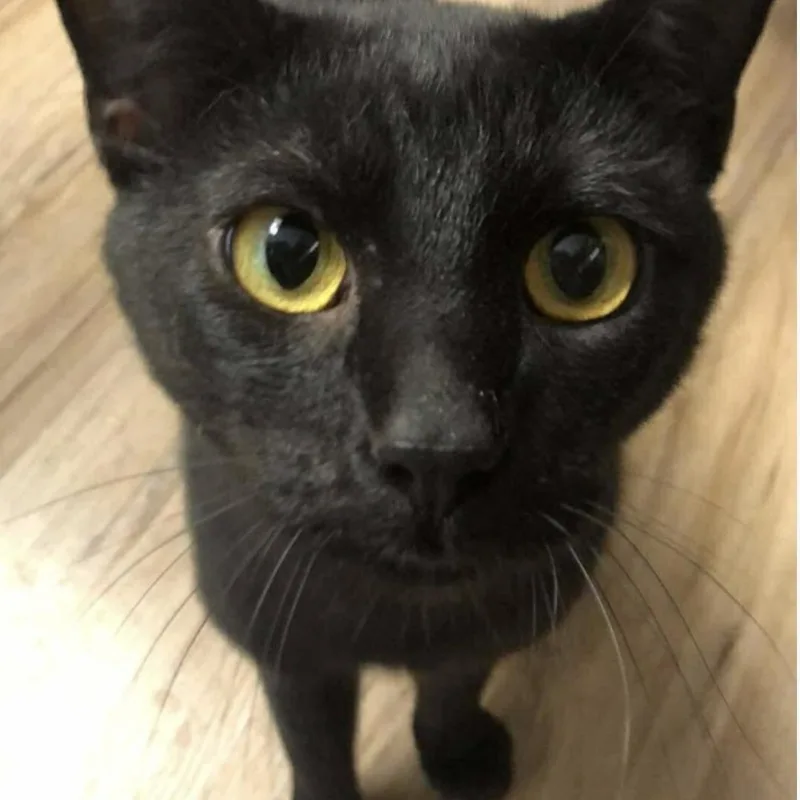 An adult large-sized male Black Domestic Short Hair cat named Mickey for adoption in Omaha, NE