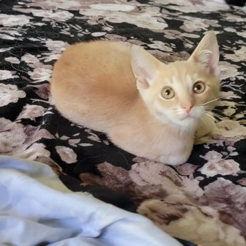 A baby medium-sized male Buff / Tan / Fawn Domestic Short Hair cat named Jeffrey for adoption in Wyandotte, MI