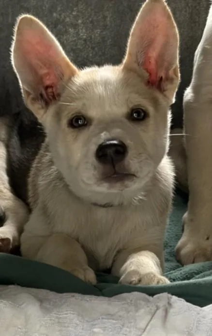A baby small-sized male Labrador Retriever dog named Zach for adoption in Los Angeles, CA