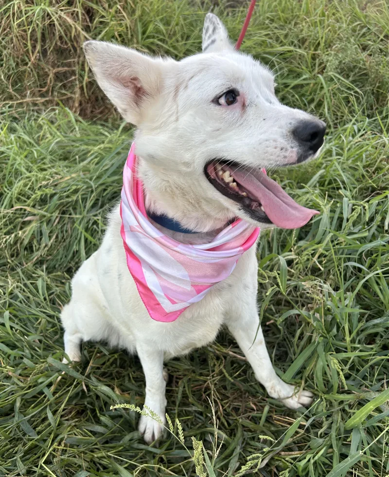 A young medium-sized female White / Cream Canaan Dog dog named Bella for adoption in Bell Gardens, CA