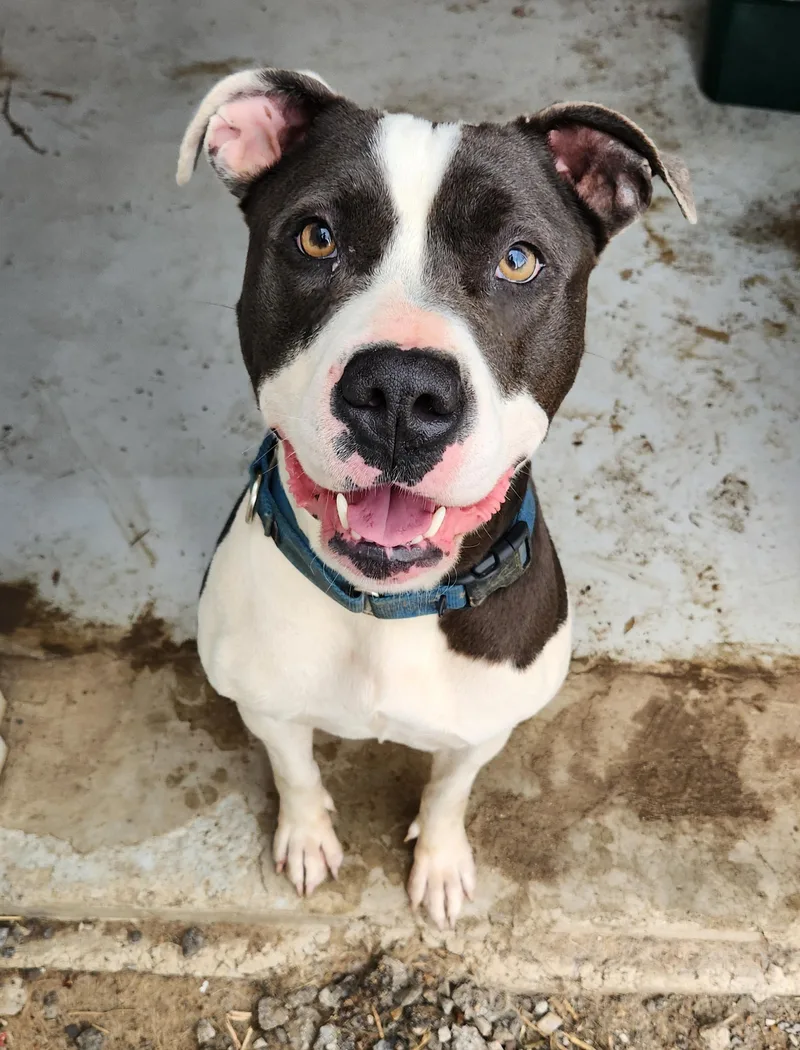 An adult large-sized female Gray / Blue / Silver Pit Bull Terrier dog named Bella for adoption in Mansfield, TX