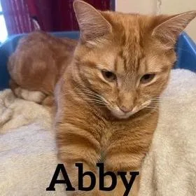 An adult small-sized female Orange / Red Domestic Short Hair cat named Abby for adoption in Midland, TX