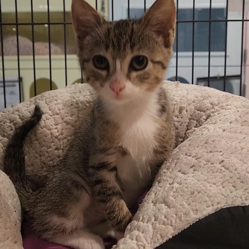A baby medium-sized female Tabby (Brown / Chocolate) Domestic Short Hair cat named Sailor for adoption in Charleston, SC