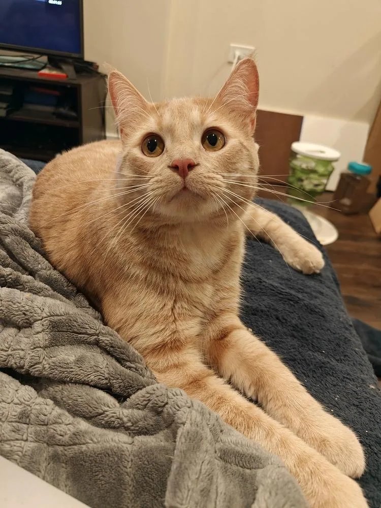 A young medium-sized male Orange & White Domestic Short Hair cat named Organic Mechanic for adoption in Chicago, IL