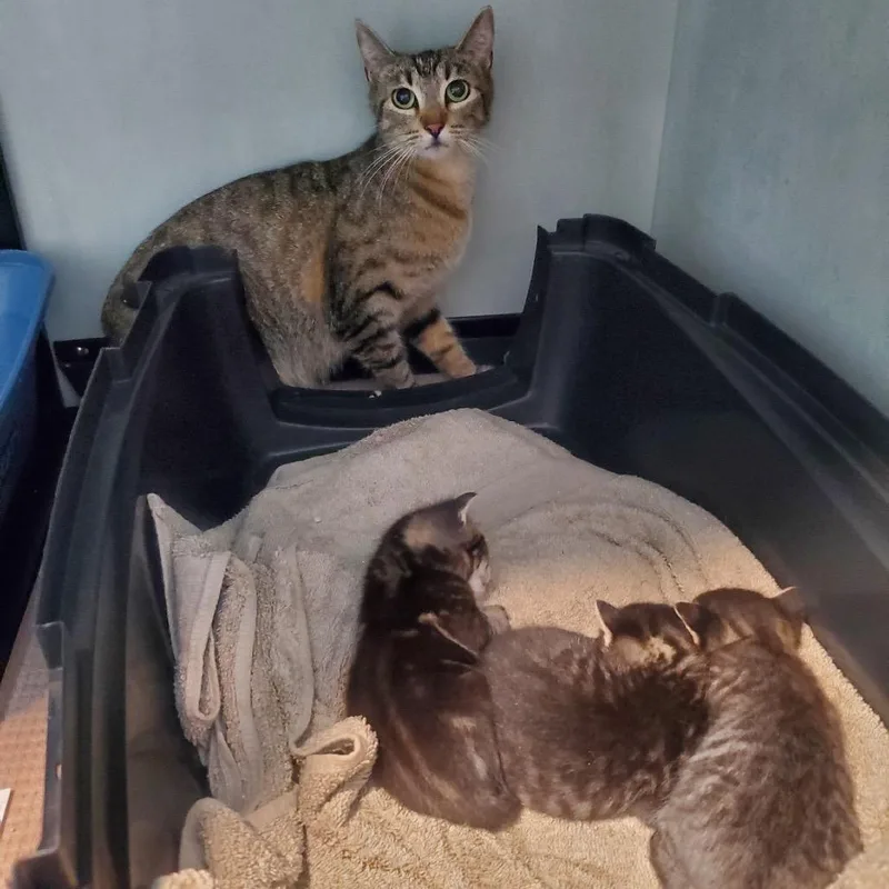 A young small-sized female Gray / Blue / Silver Domestic Short Hair cat named Minute Maid for adoption in Wahiawa, HI