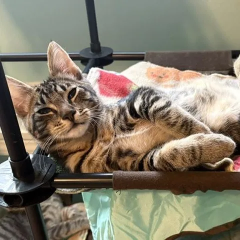A baby medium-sized male Tabby (Brown / Chocolate) Domestic Short Hair cat named Cocoa Puff for adoption in Ferndale, WA