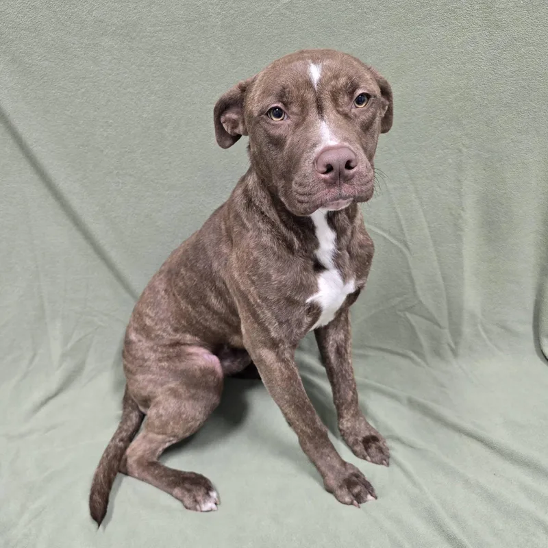 An adult medium-sized male Mixed Breed dog named Romeo for adoption in Frankfort, IN