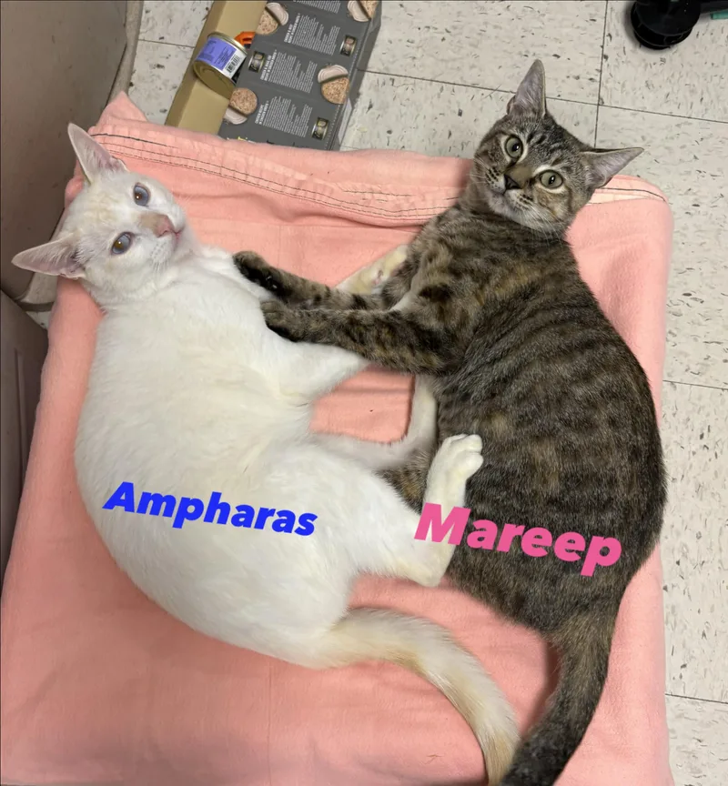 Ampharas thumbnail 2