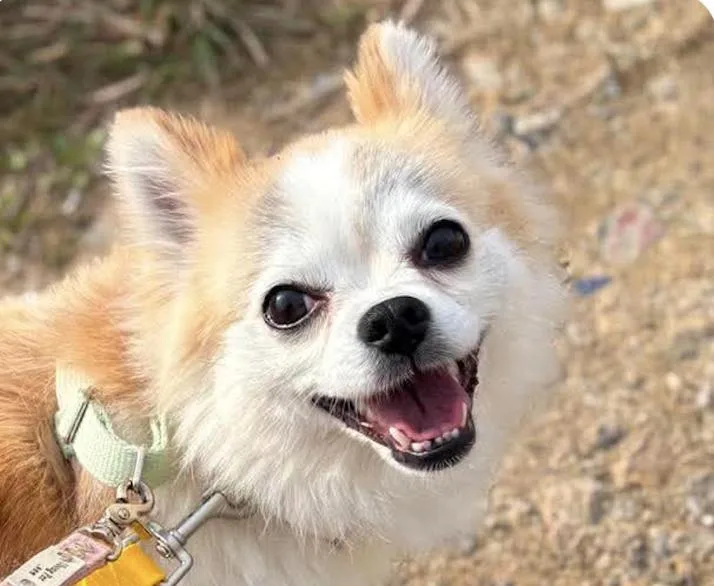 An adult small-sized female Chihuahua dog named Chico for adoption in San Ramon, CA