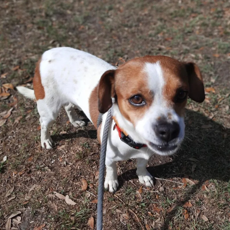 An adult small-sized male White / Cream Terrier dog named Bruiser for adoption in Corpus Christi, TX