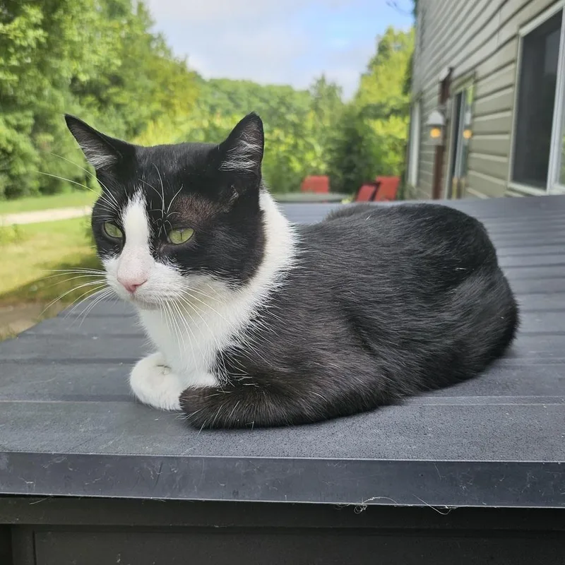 Tumbleweed thumbnail 2