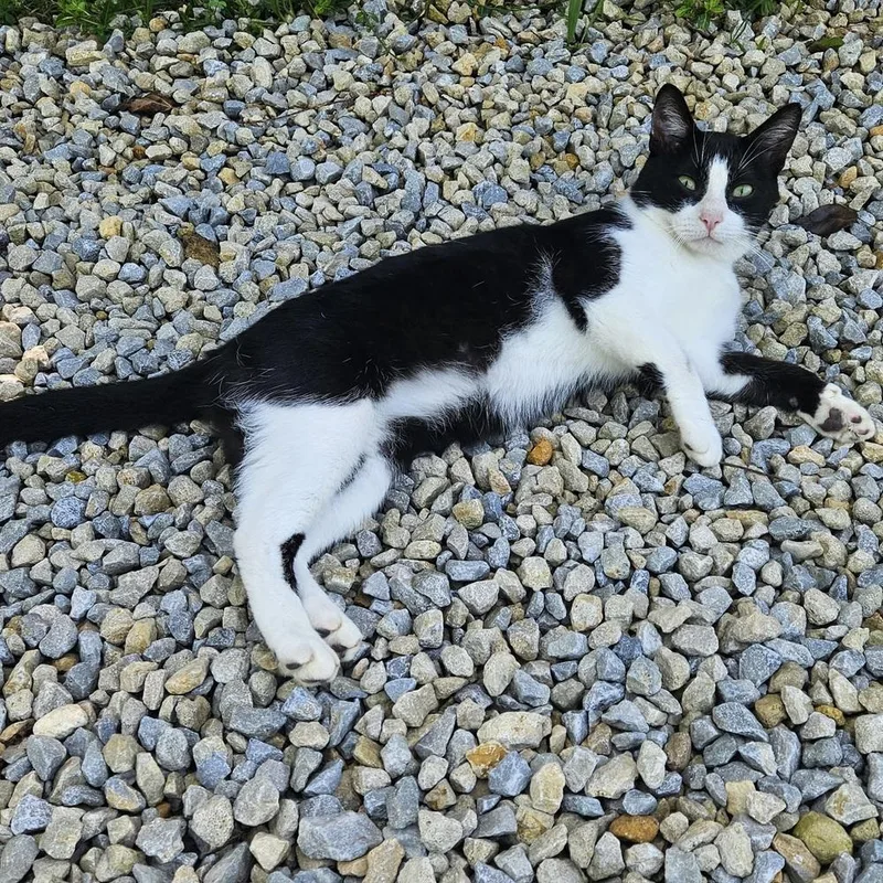 Tumbleweed thumbnail 3