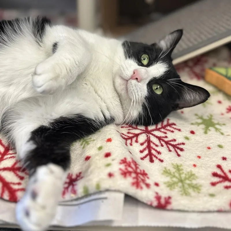 Tumbleweed thumbnail 4