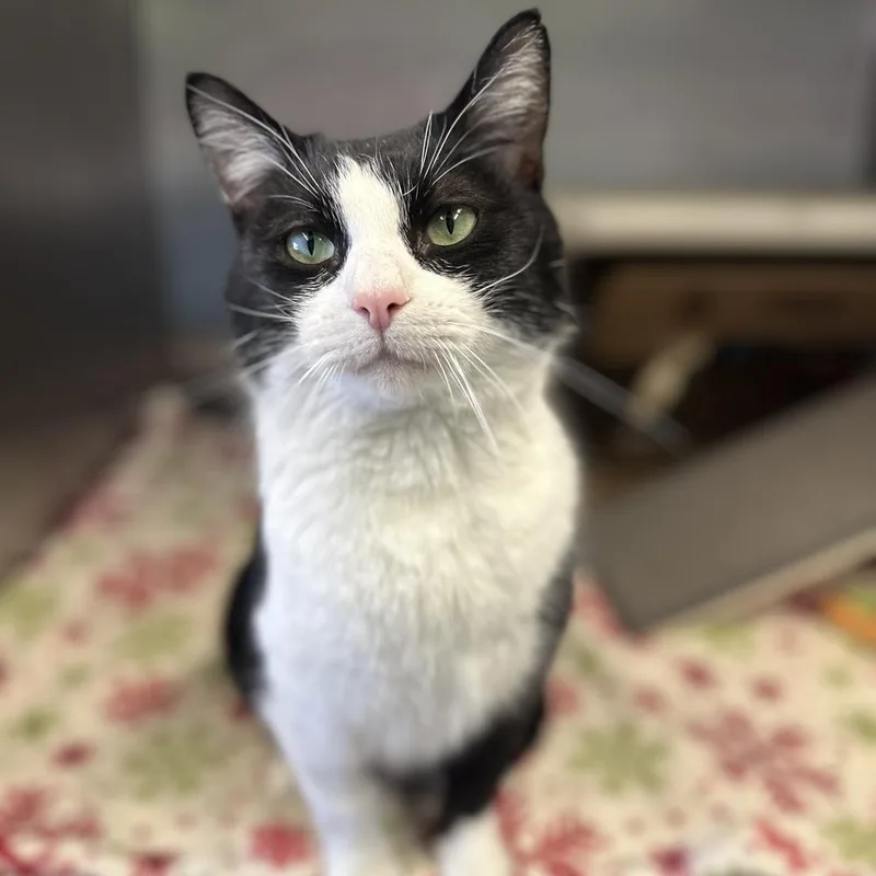 Tumbleweed thumbnail 5