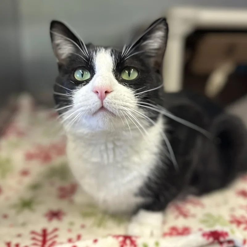 Tumbleweed thumbnail 6