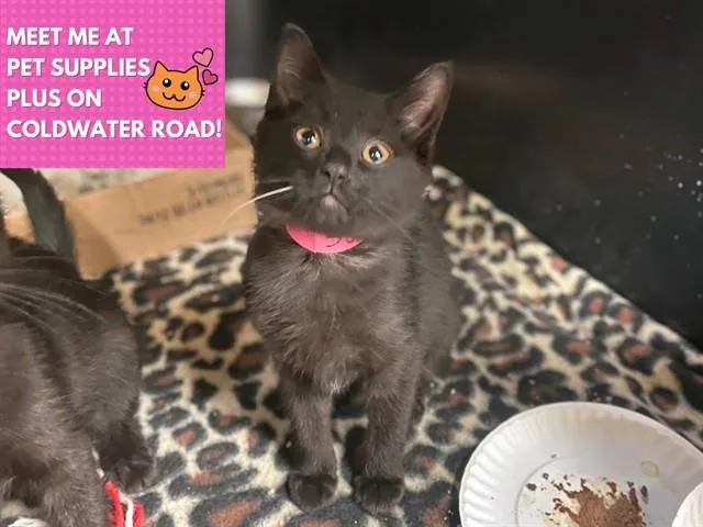A baby small-sized female Domestic Short Hair cat named Raspberry for adoption in Fort Wayne, IN