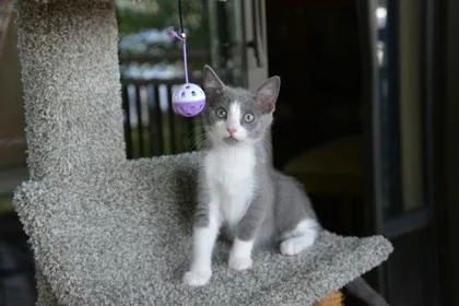 A baby small-sized female Gray & White Domestic Short Hair cat named Arwen for adoption in Annapolis, MD
