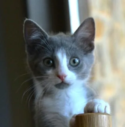 Arwen thumbnail 3