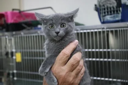 A baby medium-sized female Domestic Medium Hair cat named Dirty Dan for adoption in Brunswick, GA